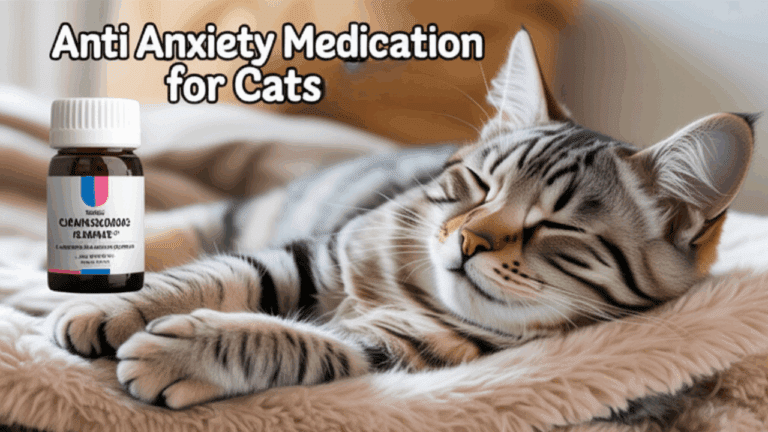 Anti Anxiety Medication for Cats
